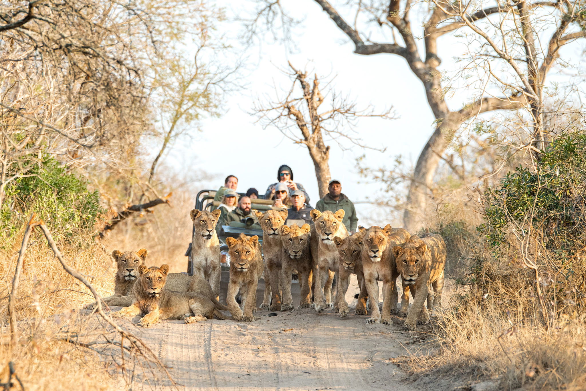 game drive with a pride of lions in the road in front of vehicle by Royal Malewane Lodges