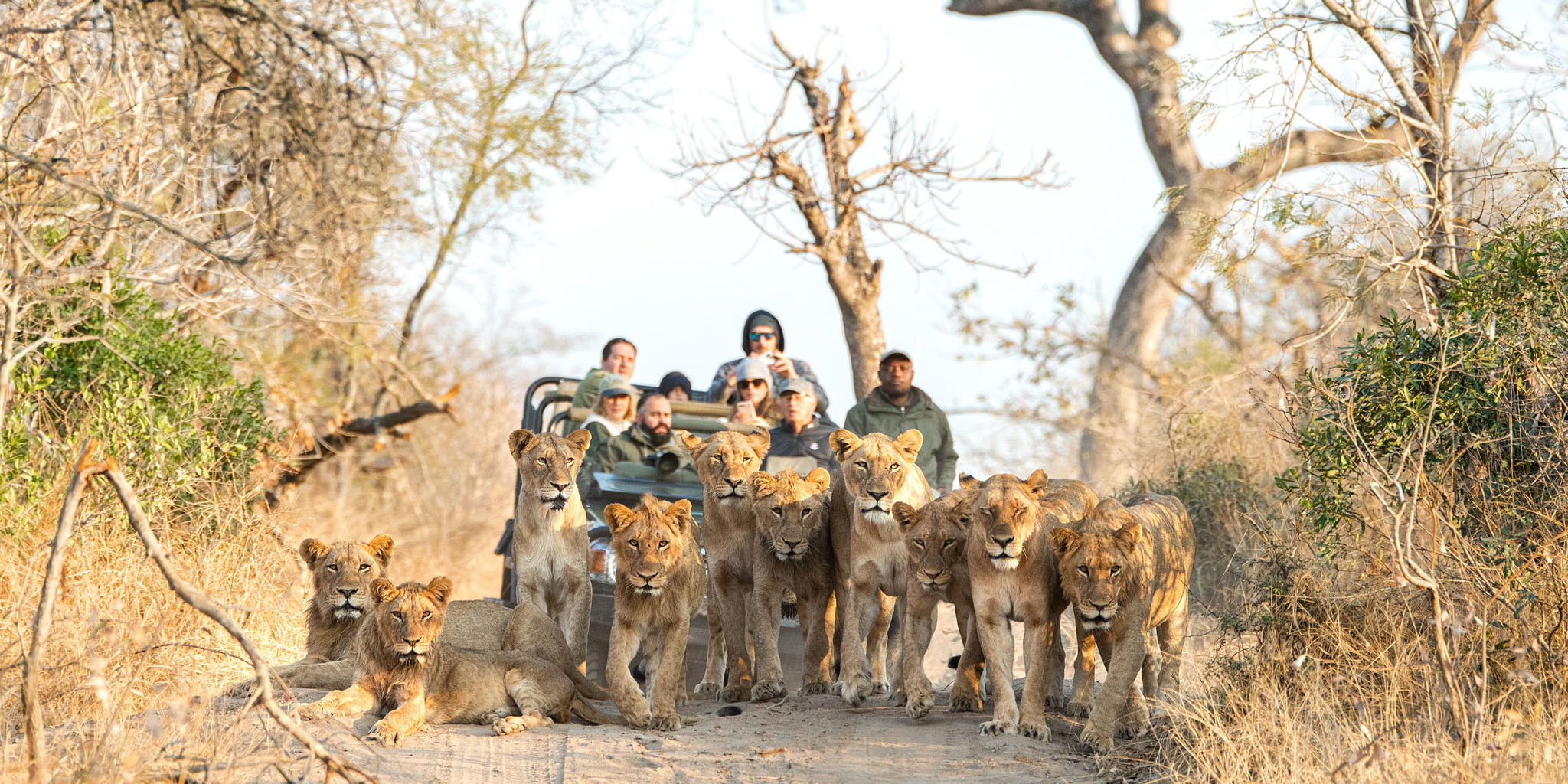 game drive with a pride of lions in the road in front of vehicle by Royal Malewane Lodges