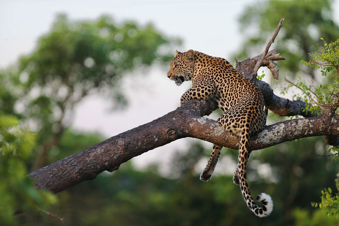 leopard in a tree viewed from behind on safari by royal malewane lodges