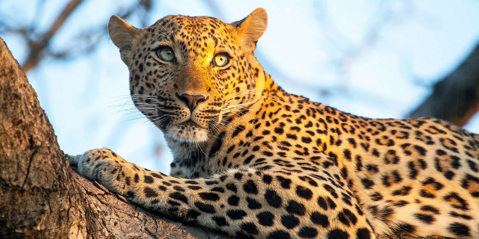 leopard in tree by royal malewane lodges