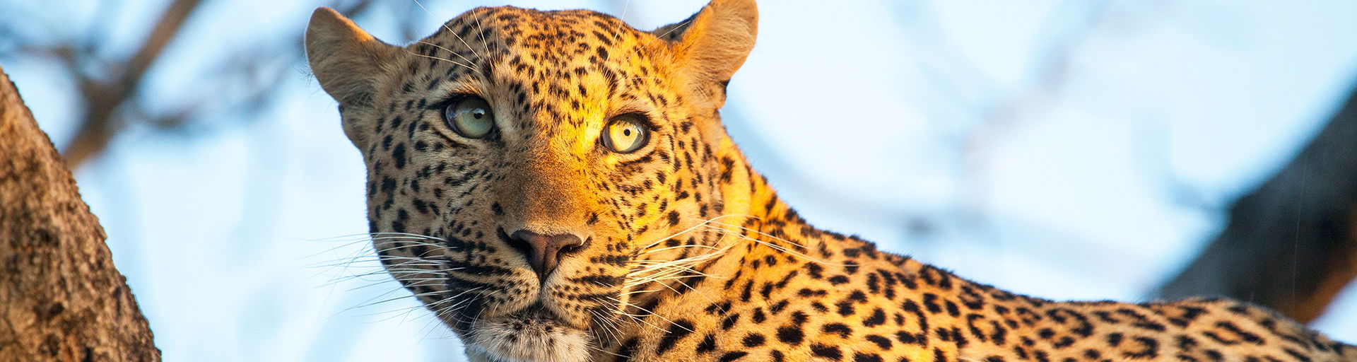 leopard in tree by royal malewane lodges
