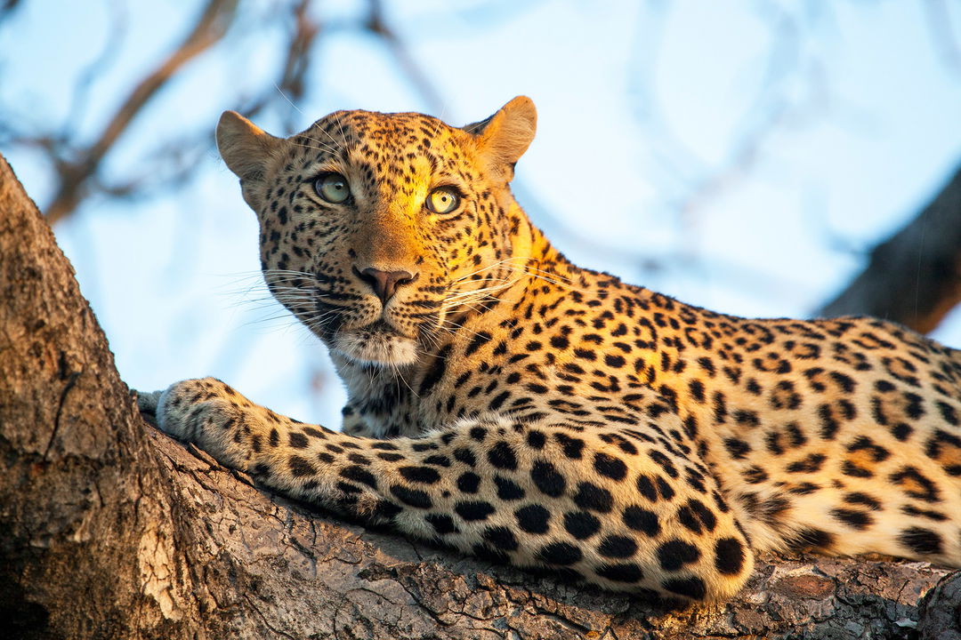 leopard in tree by royal malewane lodges