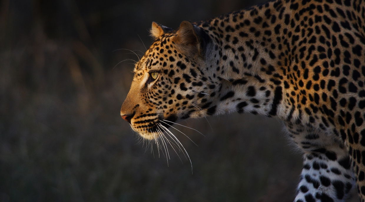 leopard in afternoon sun walking to the right at royal malewane