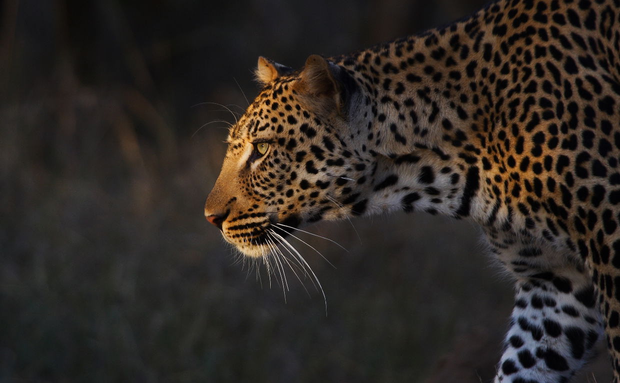 leopard in afternoon sun walking to the right at royal malewane