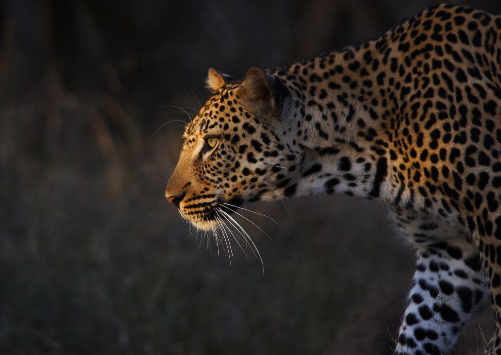 leopard in afternoon sun walking to the right at royal malewane