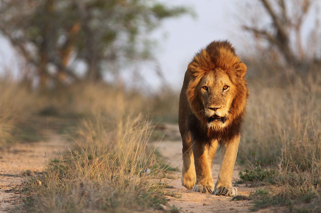 lone old male lion walking down road sighted at royal malewane lodges