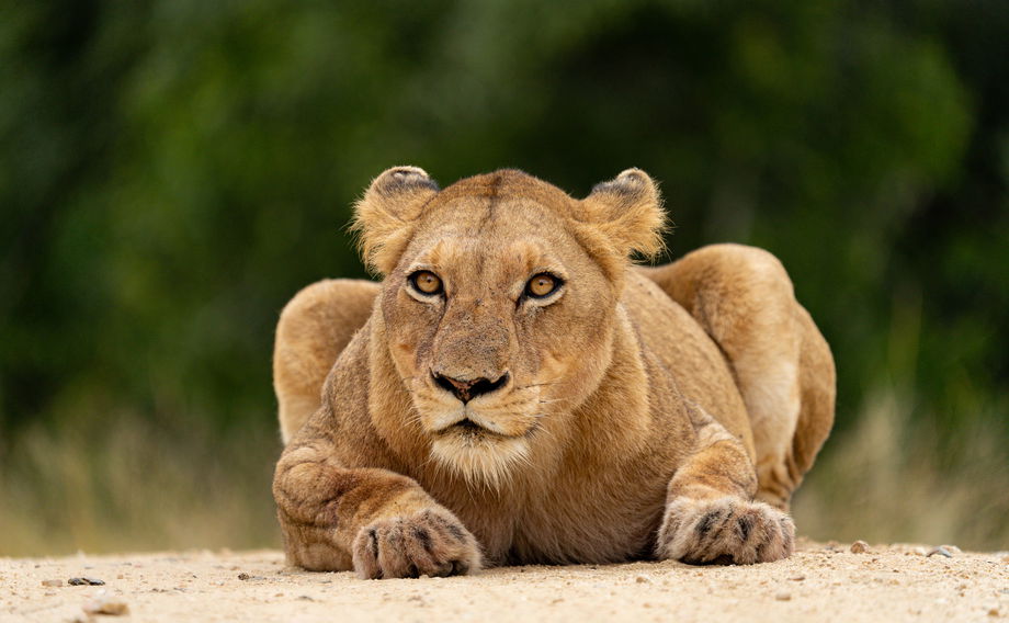 lioness lurking in road by Royal malewane lodge