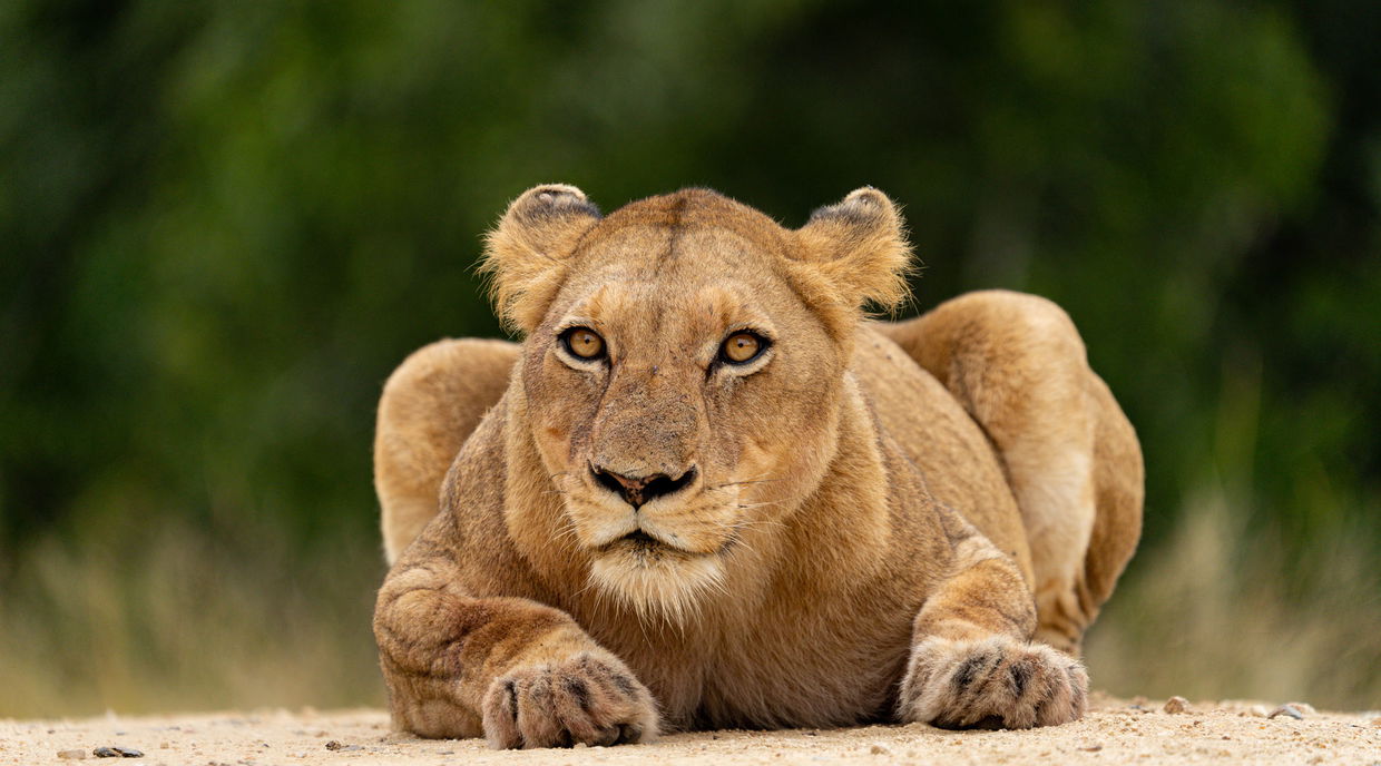 lioness lurking in road by Royal malewane lodge