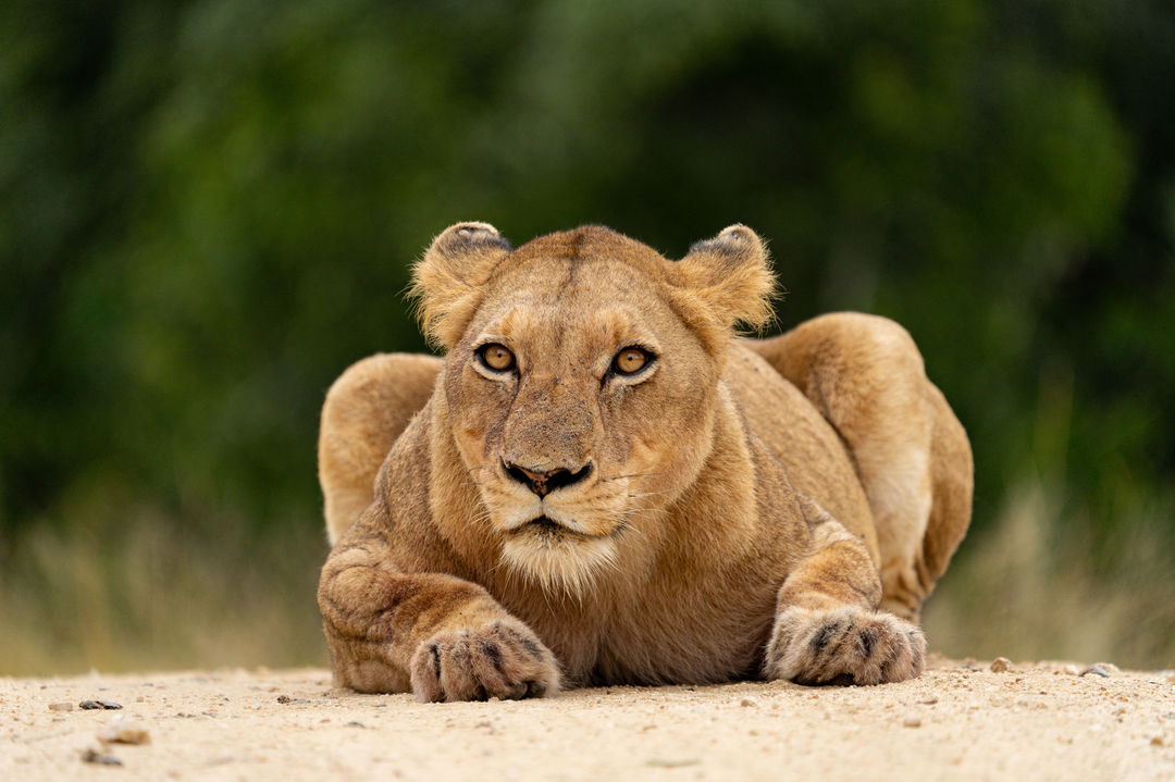 lioness lurking in road by Royal malewane lodge
