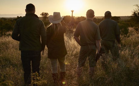 guest on a walking safari spotting a giraffe at royal malewane guest on a walking safari spotting a giraffe at royal malewane