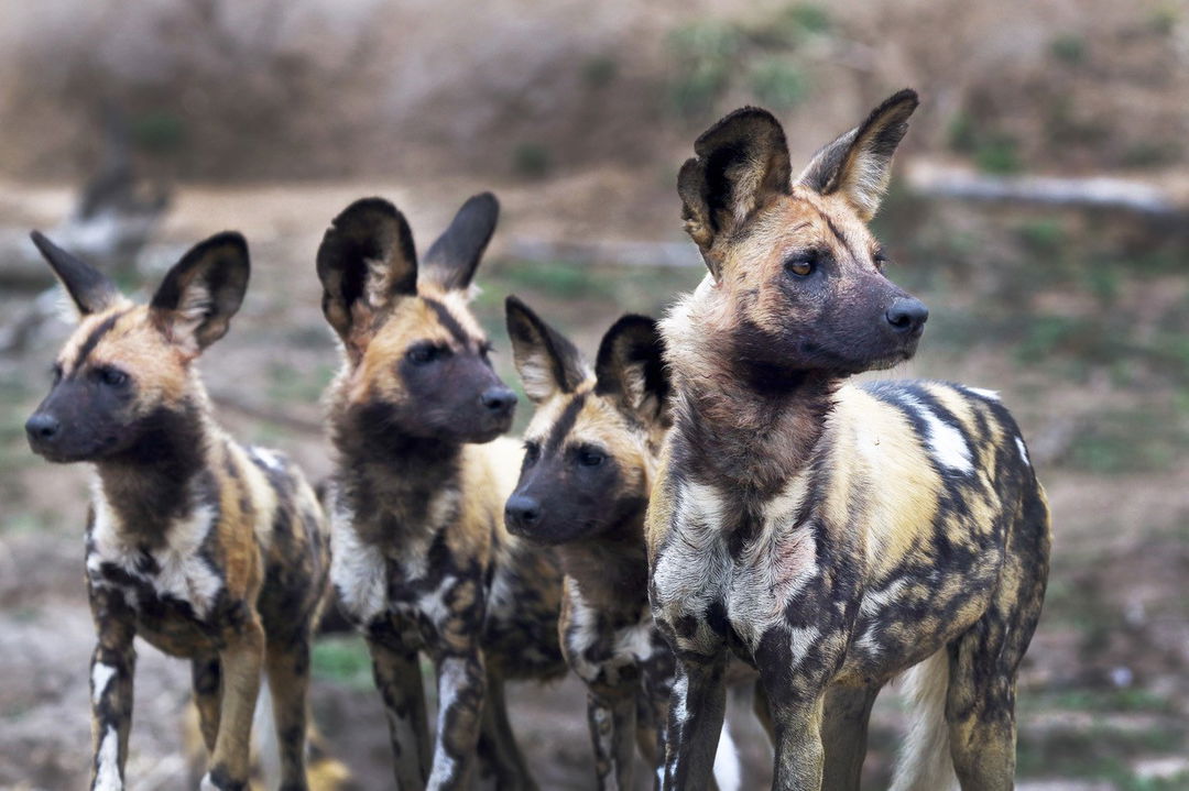 pack of wild dogs spotted by royal malewane safari lodges