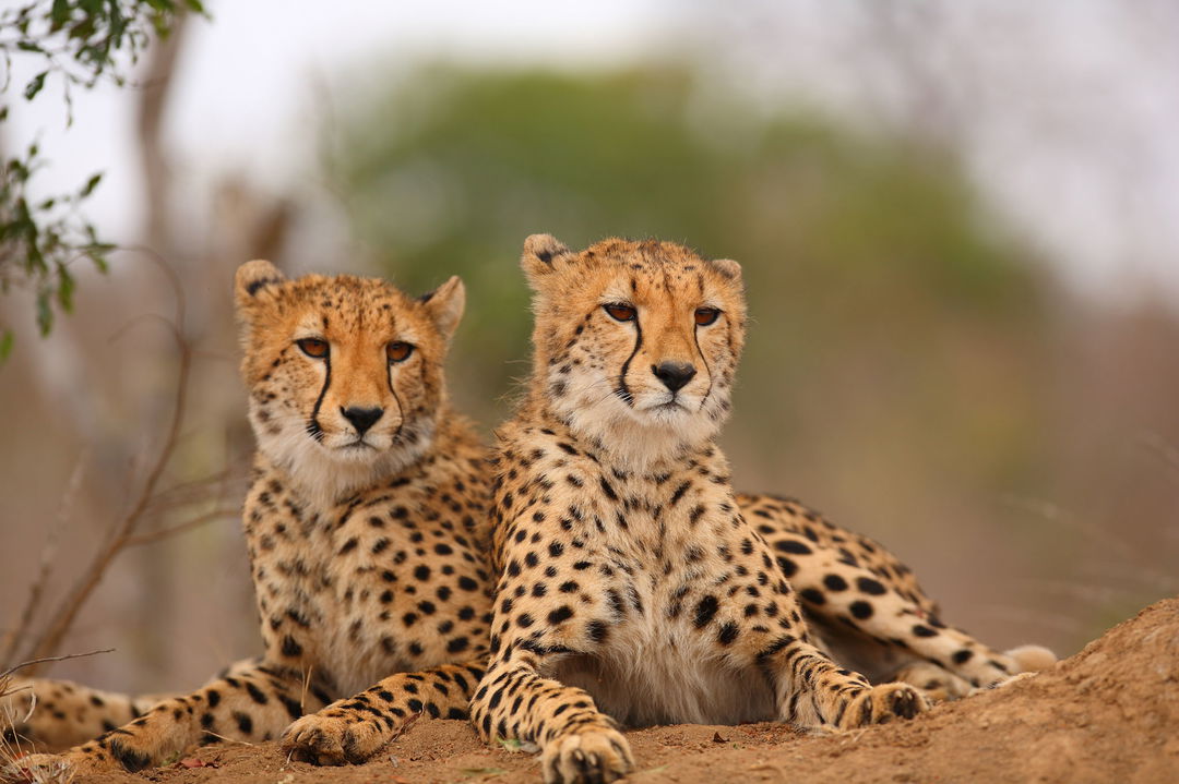 two cheetahs lying on ground looking at camera at royal Malewane lodge