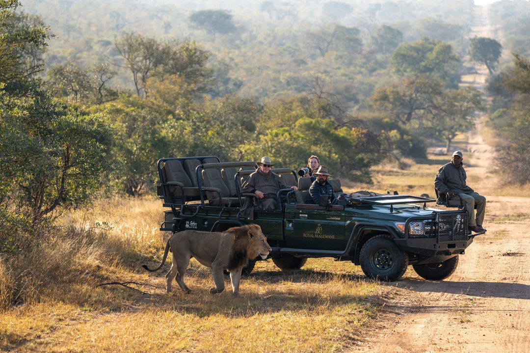 lion on side of safari vehicle with guests onlooking at royal Malewane lodge