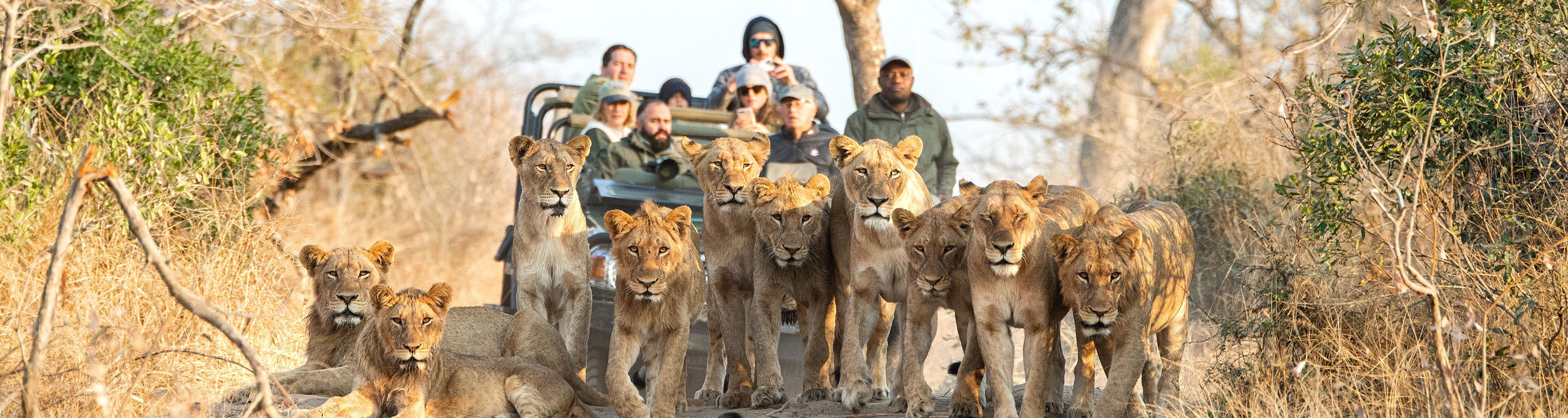 safari vehicle with guests and pride of lions walking in front of vehicle in the road at Royal Malewane Kruger National Park