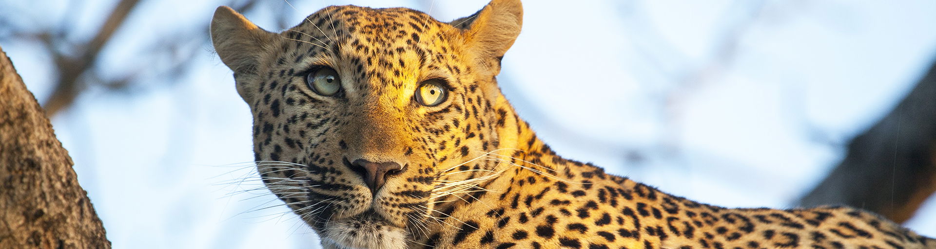 partial view of a leopard in a tree with sun on its face at Royal Malewane Kruger National Park