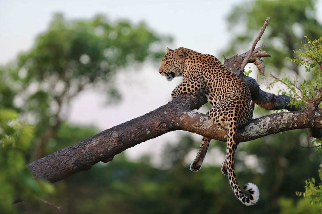 full view of a leopard hanging on a tree branch facing away at royal Malewane lodge