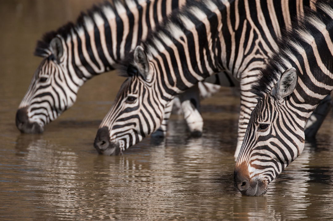 three zebras drinking water at Royal Malewane 