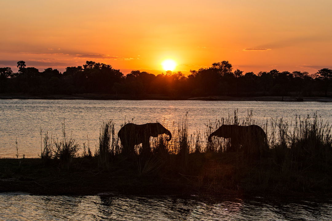 elephants spotted on safari at sunset with Rovos Rail