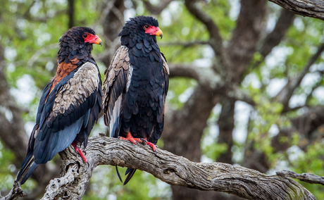 two bateleur eagles sitting in tree by sabi sabi game reserve