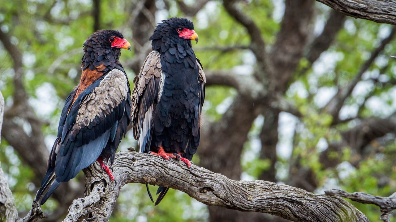 two bateleur eagles sitting in tree by sabi sabi game reserve