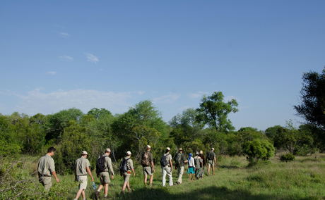 guests on a walking safari with guide at sabi sabi game reserve