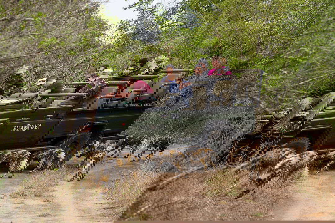 pack of wild dogs by safari vehicle on game drive at sabi sand game reserve