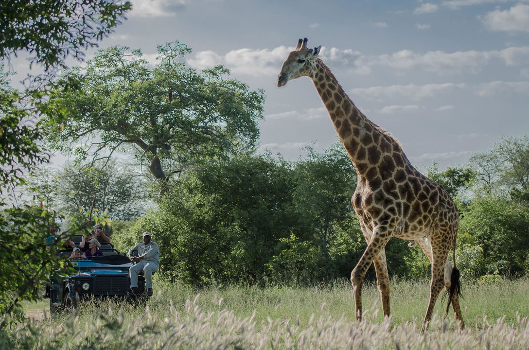 giraffe spotted on sabi sabi game drive