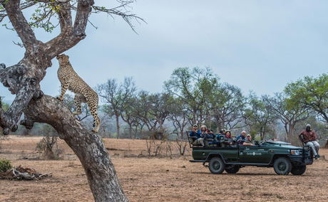leopard in tree spotted by safari guests on game drive by sabi sabi