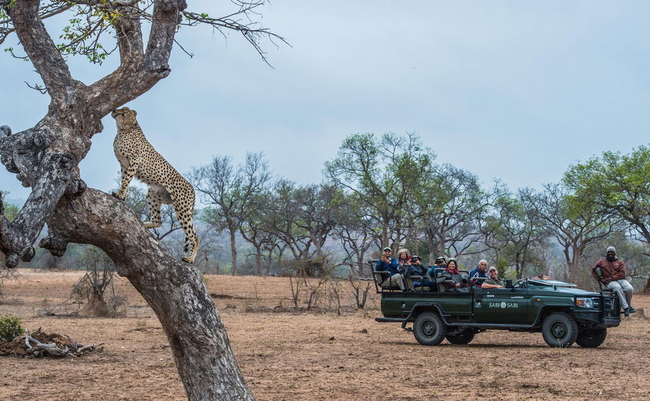 leopard in tree spotted by safari guests on game drive by sabi sabi