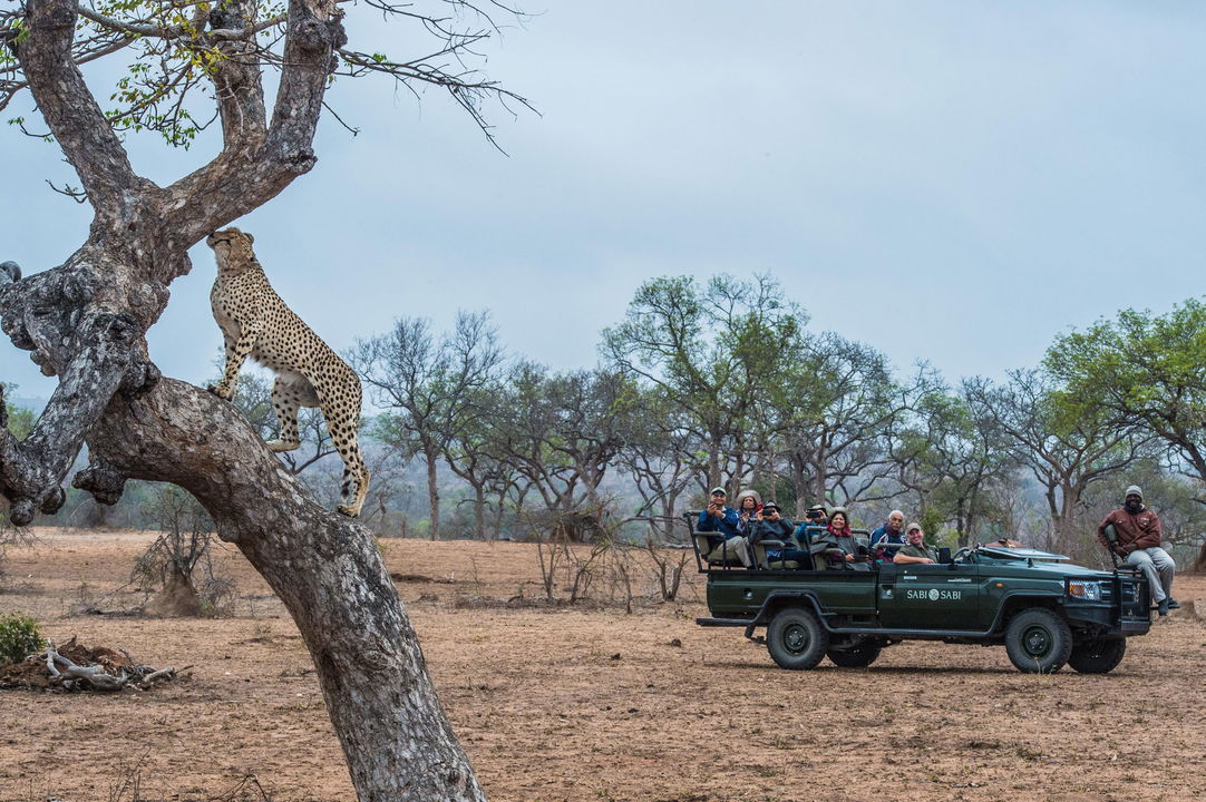 leopard in tree spotted by safari guests on game drive by sabi sabi