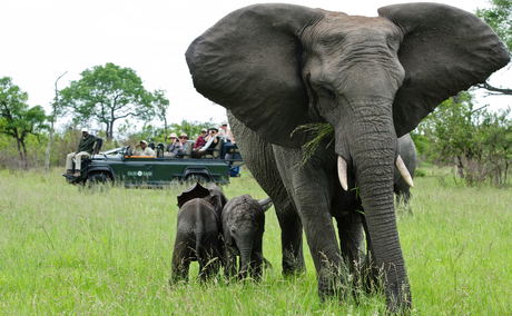 elephant cow with two calfs in short grass and safari vehicle behind at sabi sabi game reserve