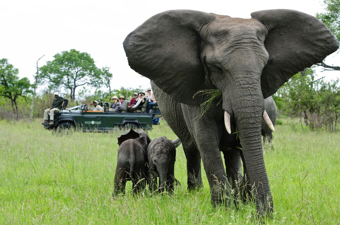 elephant cow with two calfs in short grass and safari vehicle behind at sabi sabi game reserve