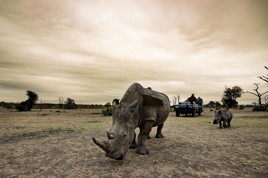 rhino sighting by safari guests on a game drive at sabi sabi