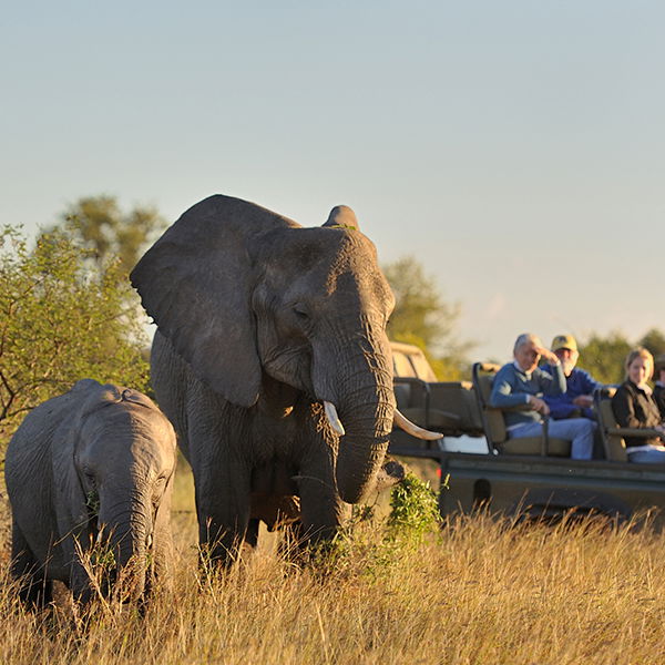 Two elephants next to safari vehicle kruger national park