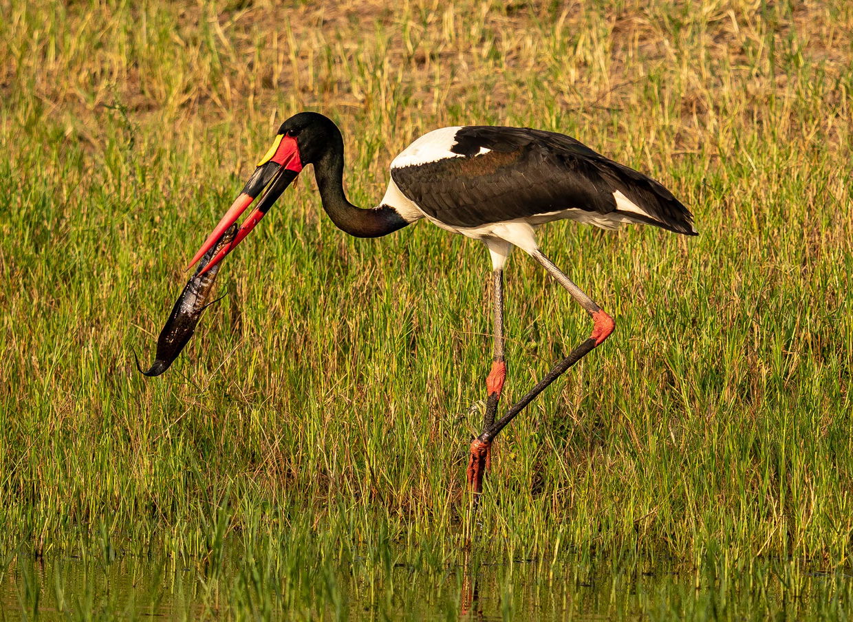 saddle billed stork in water with a catch at kruger national park