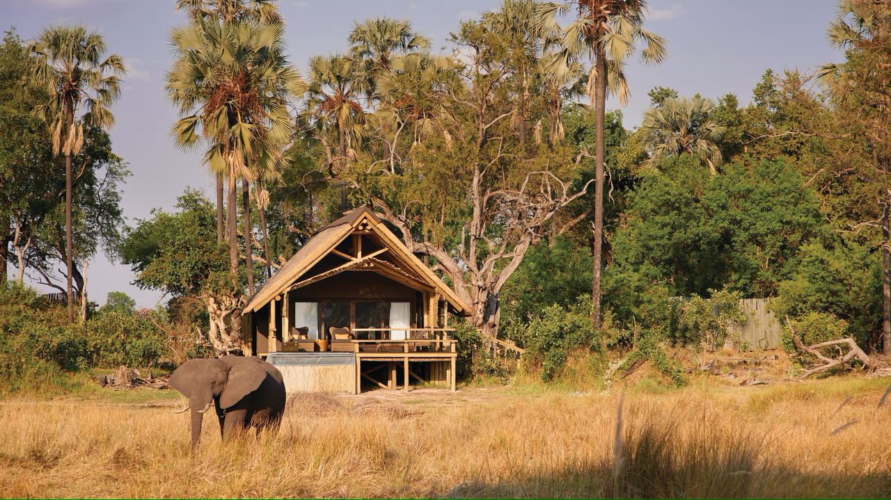 elephant in front of eagle island safari lodge on the Okavango delta floodplains