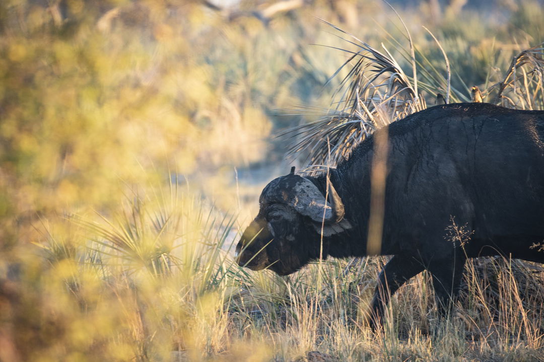 buffalo walking in tall grass at Jao Camp Wilderness Okavango Delta Botswana