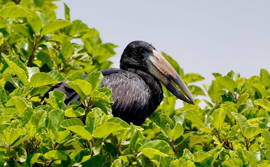 African openbill hiding in lush vegetation in Kruger national park