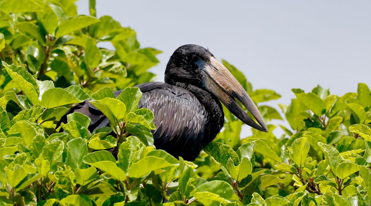 African openbill hiding in lush vegetation in Kruger national park