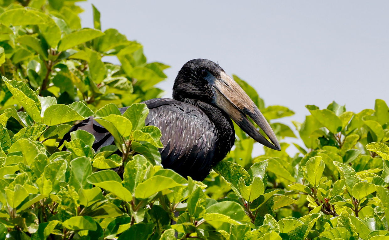 African openbill hiding in lush vegetation in Kruger national park