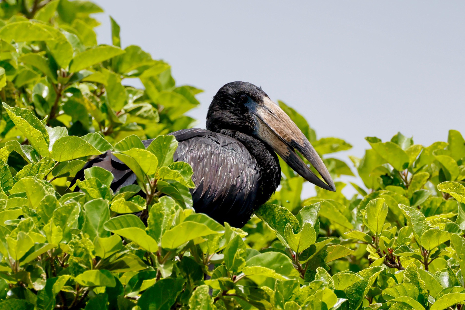 openbill in a tree at kruger national park