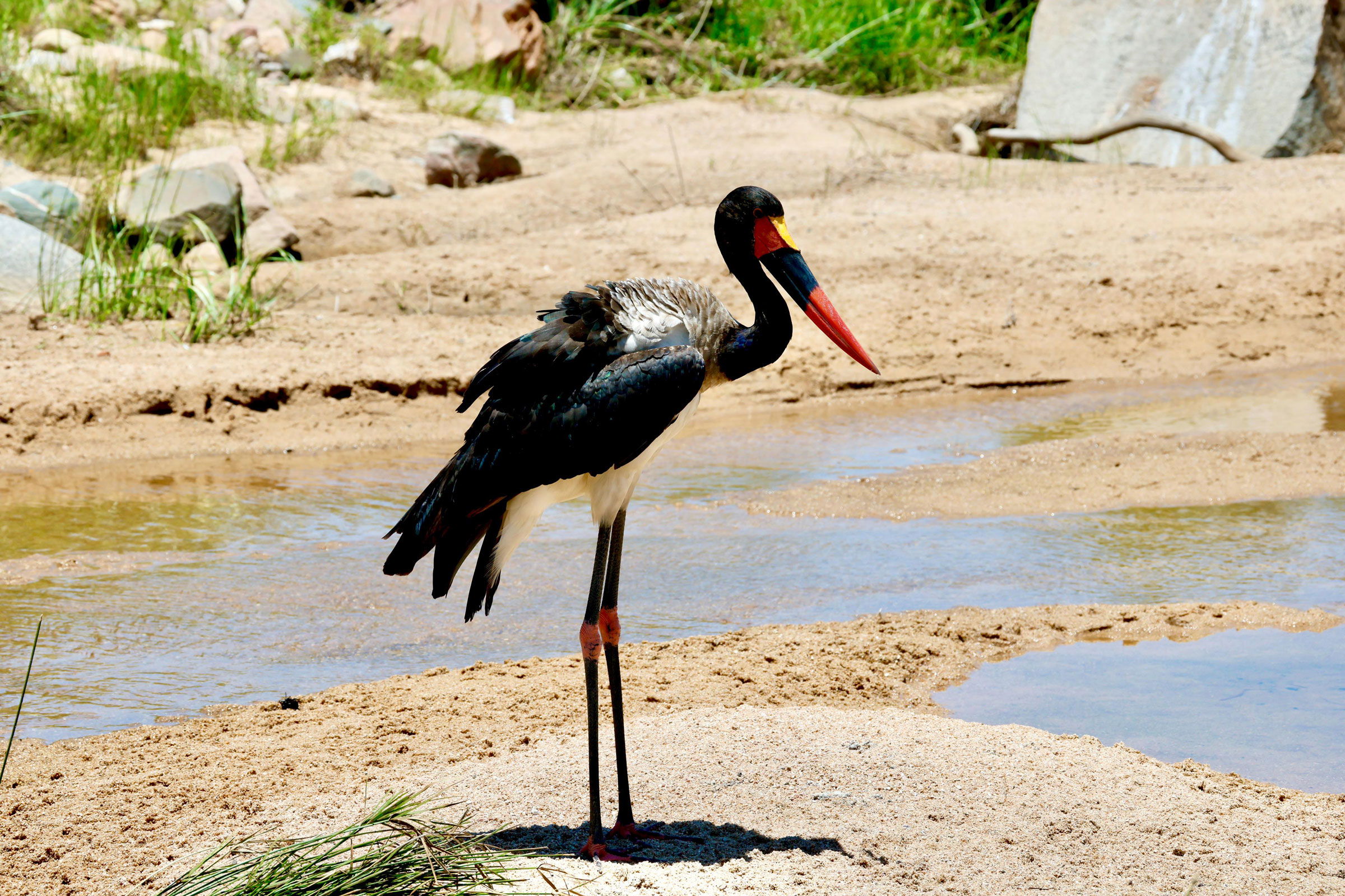 saddle bill stork in full view looking to the side at a watering hole in Kruger national park