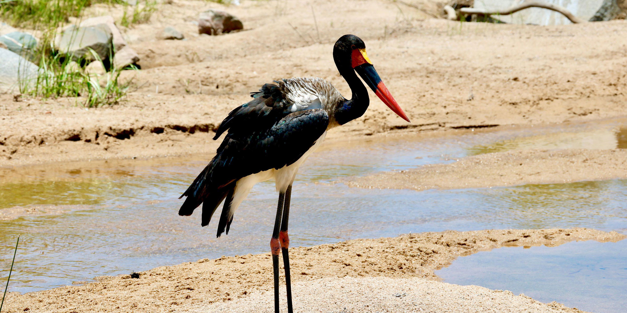 saddle bill stork in full view looking to the side at a watering hole in Kruger national park