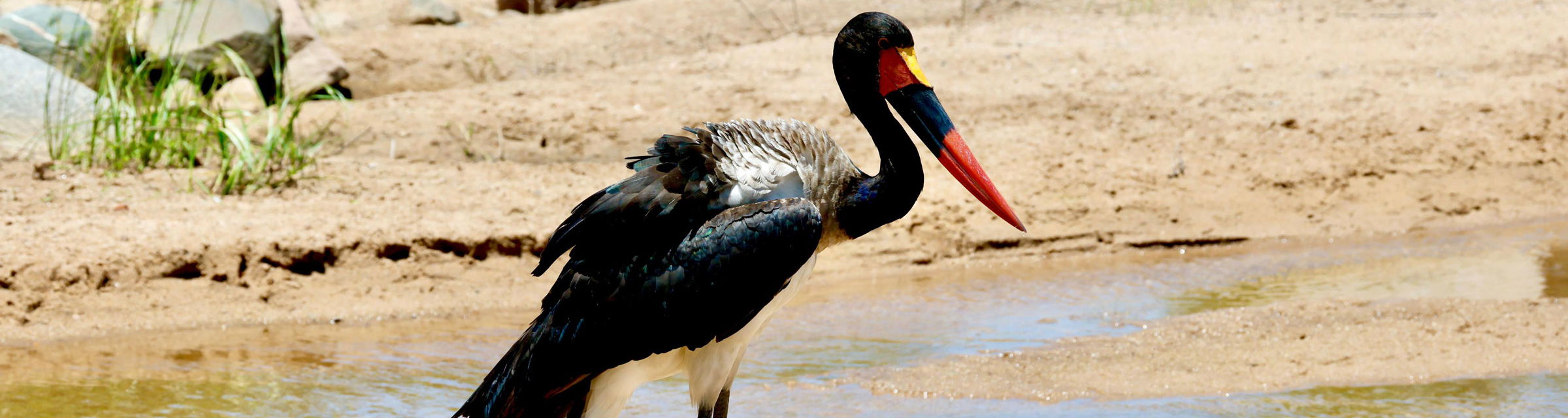 saddle bill stork in full view looking to the side at a watering hole in Kruger national park