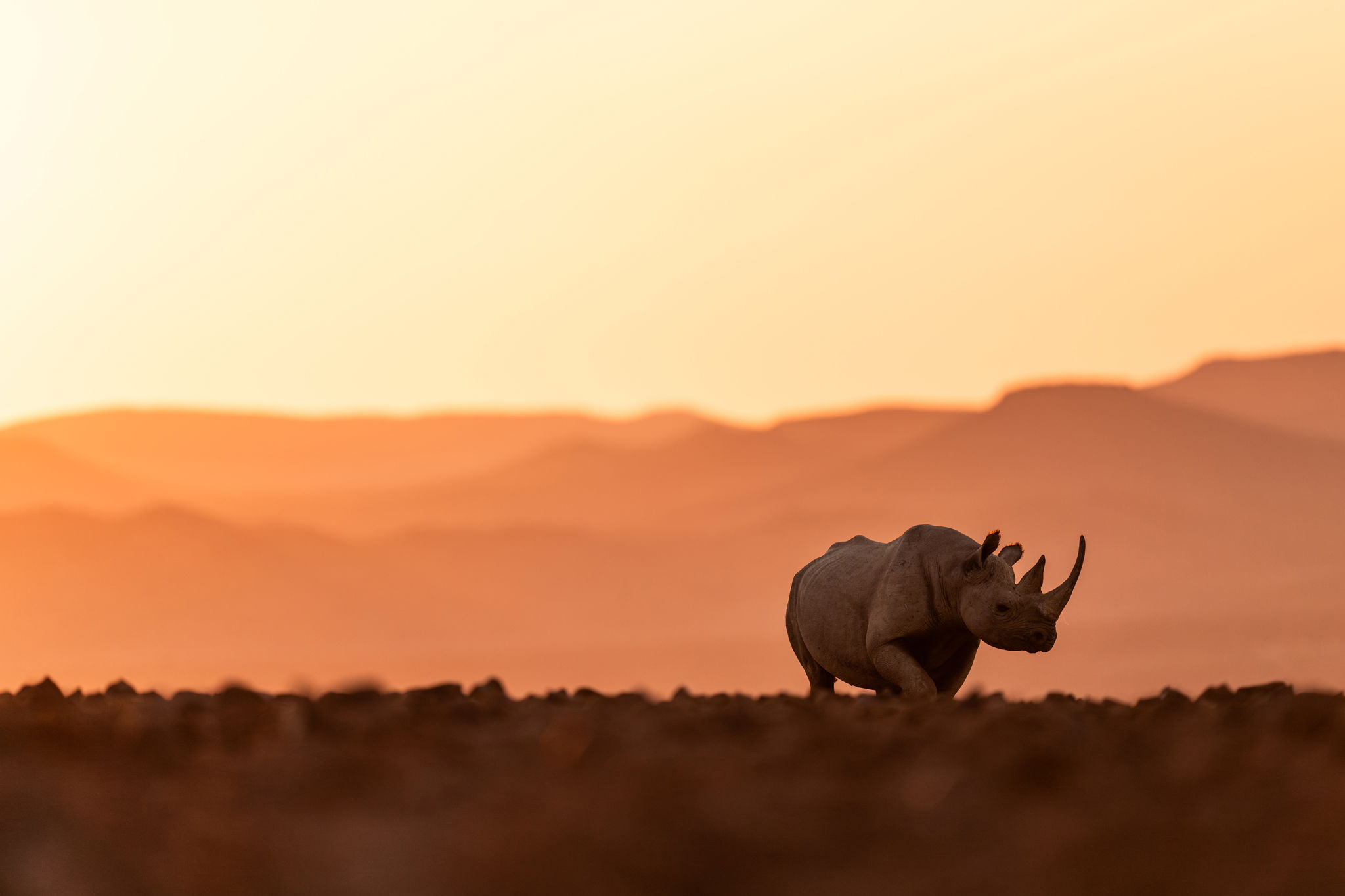 black rhino in rhino desert camp wilderness Namibia at sunset