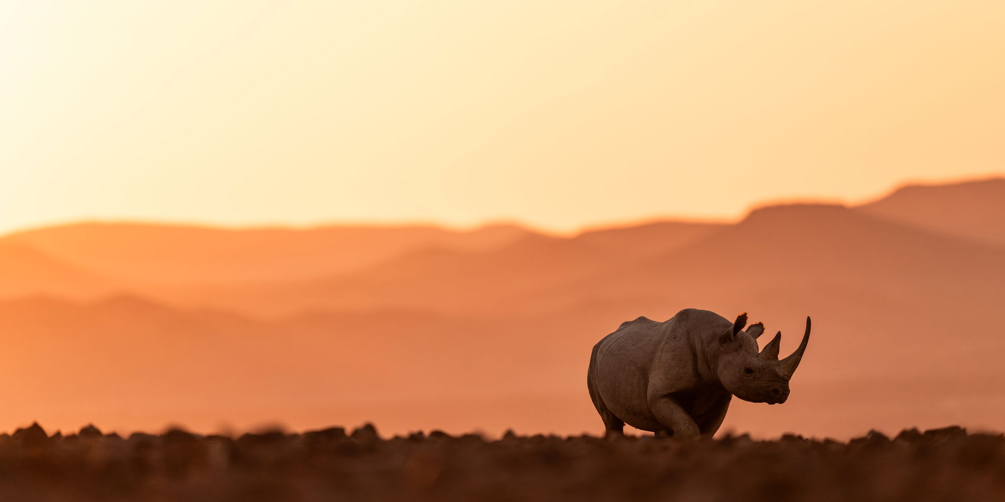 black rhino in rhino desert camp wilderness Namibia at sunset