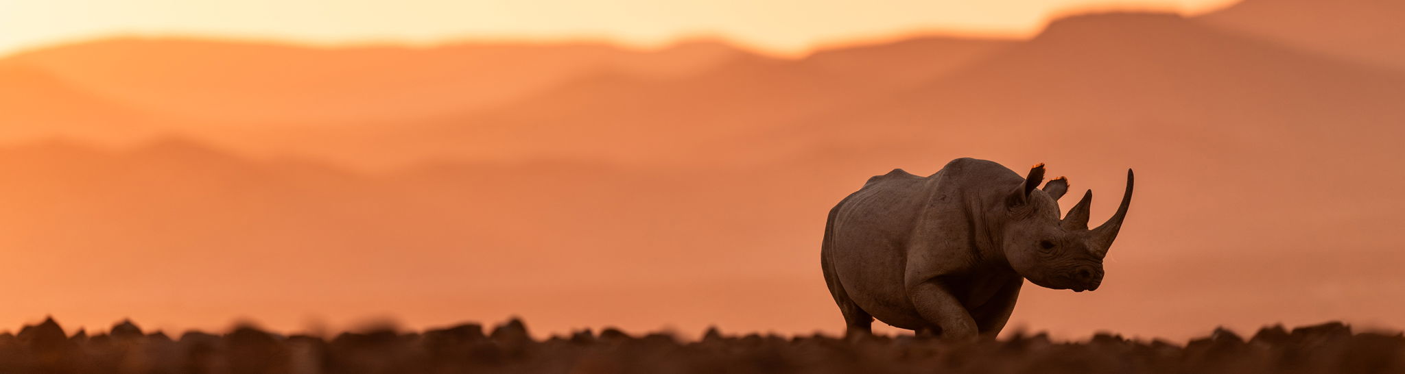black rhino in rhino desert camp wilderness Namibia at sunset