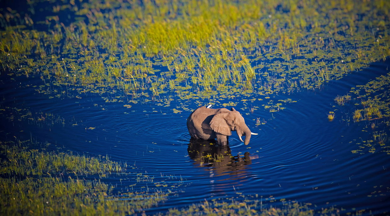 Elephant wading in water through Okavango Delta Botswana