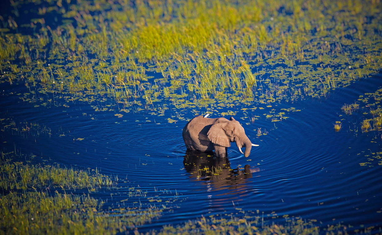 Elephant wading in water through Okavango Delta Botswana