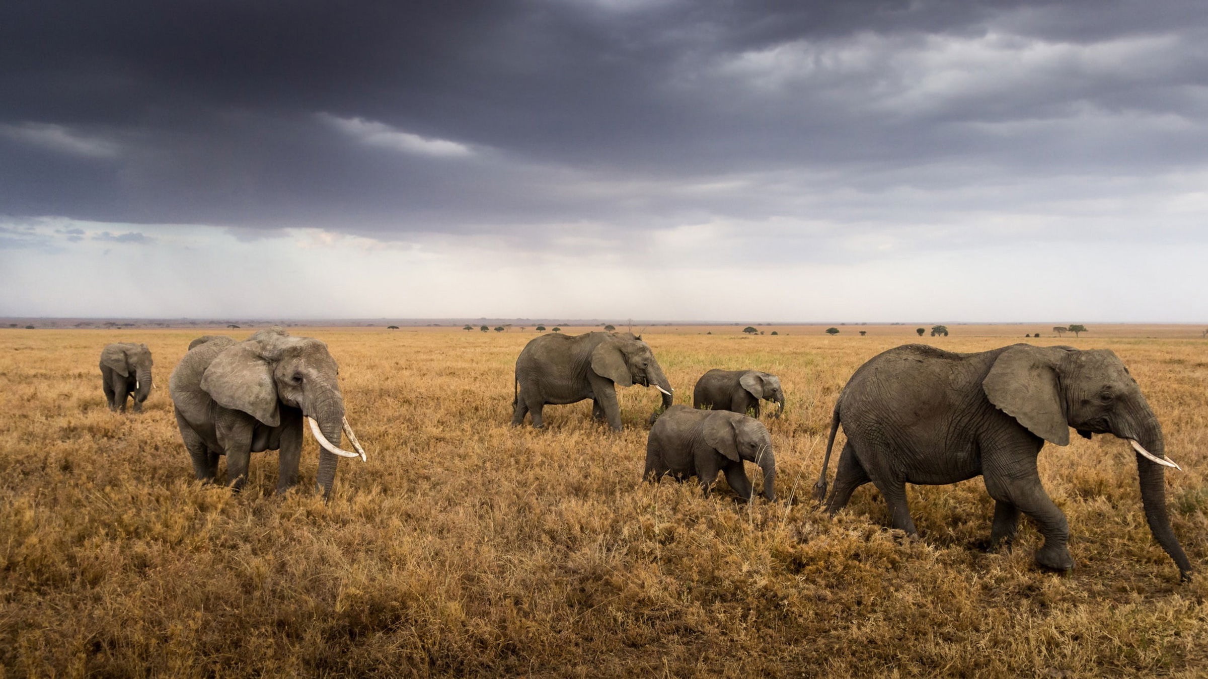 Herd of Elephants with young calves strolling over the savannas in east Africa